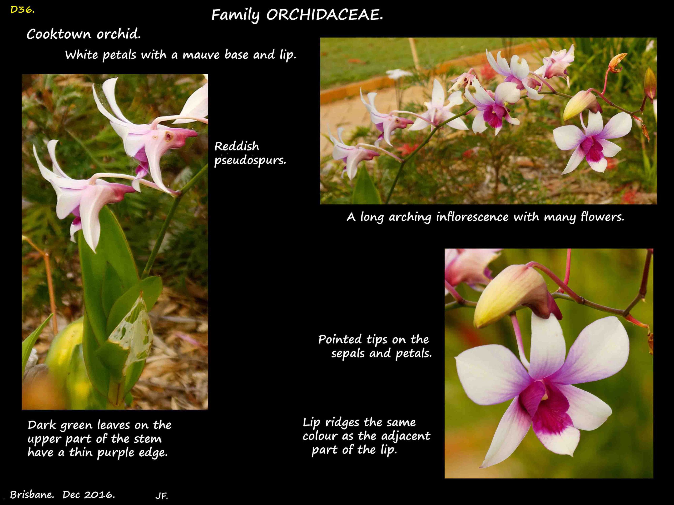 4 A white Cooktown orchid